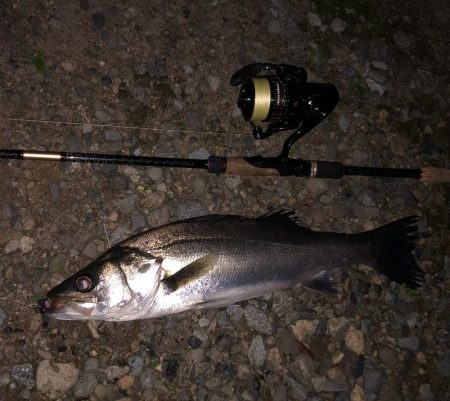 ナイトシーバス