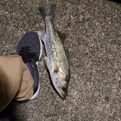 仕事帰りのアジング