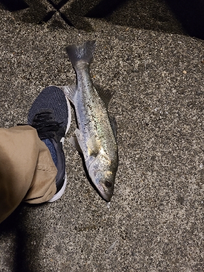 仕事帰りのアジング