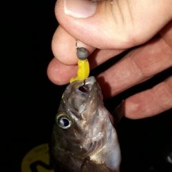 メバリングの数釣りを楽しむ