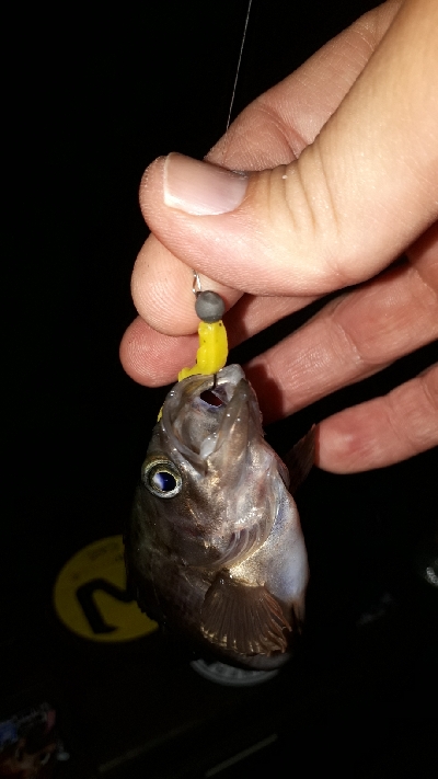 メバリングの数釣りを楽しむ