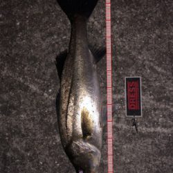 バチパターンで爆釣！