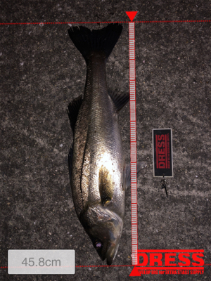 バチパターンで爆釣！