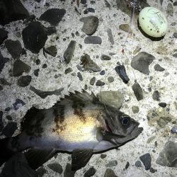 メバルの数釣り