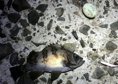 メバルの数釣り