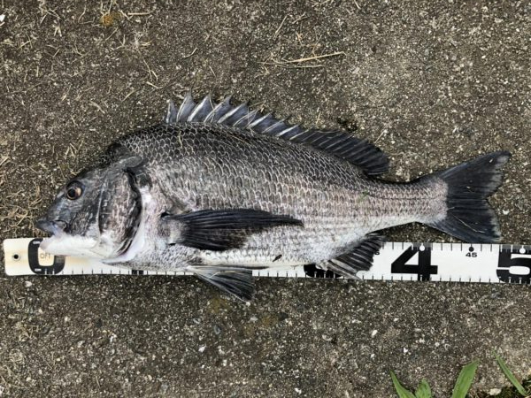 イチノ兄弟、釣果！