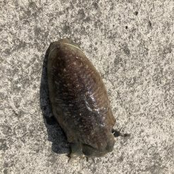 コウイカエギング