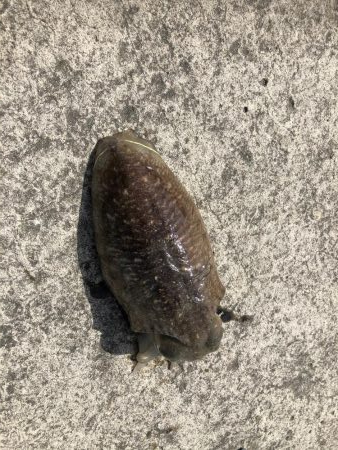 コウイカエギング