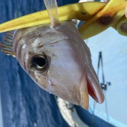 ライトジギング→五目釣り