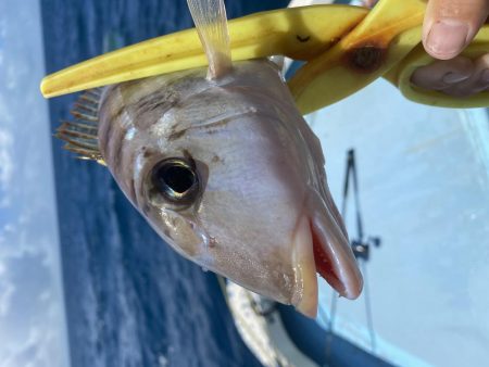ライトジギング→五目釣り