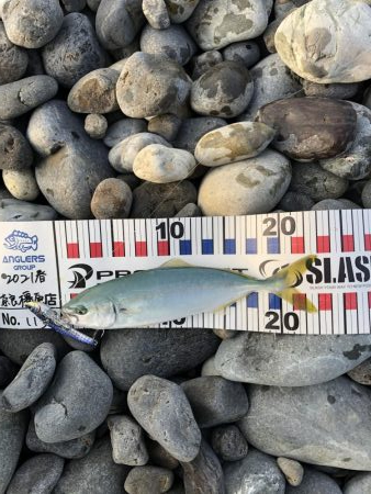 初青物‼︎小物ラッシュ！