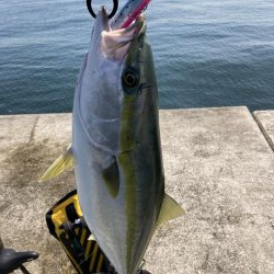 西宮ケーソン、メジロ釣れました