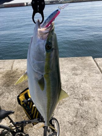 西宮ケーソン、メジロ釣れました