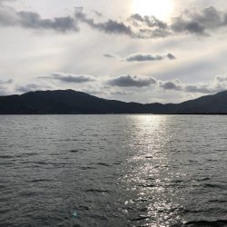 サゴシ行方不明