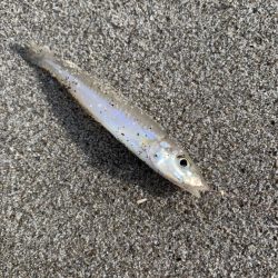 ライトタックルで