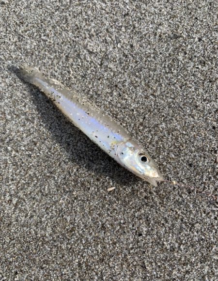 ライトタックルで