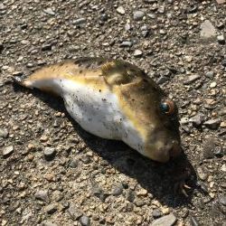 パワーグラブでガシラ釣り