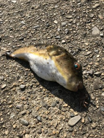 パワーグラブでガシラ釣り