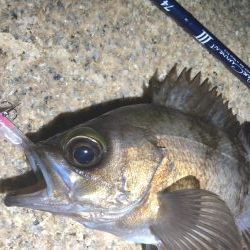 今宵もプラグ縛り！