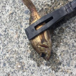 ファミリーフィッシング