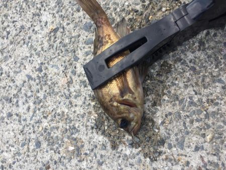 ファミリーフィッシング