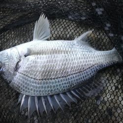 ヘチ釣りでキビレGET