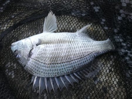 ヘチ釣りでキビレGET