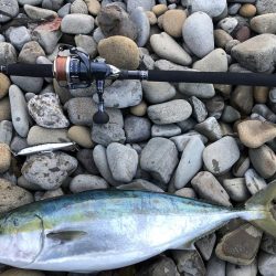 久しぶりのメジロ