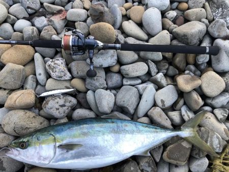 久しぶりのメジロ