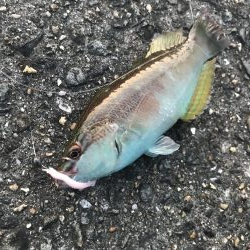 パワーミニイソメで3目GET