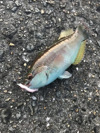 パワーミニイソメで3目GET