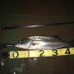 @久しぶりにバチ