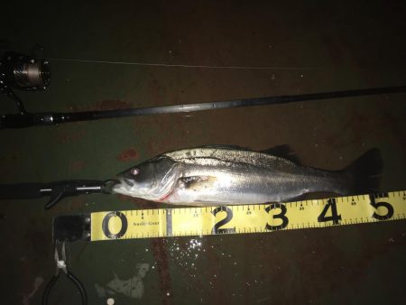 @久しぶりにバチ