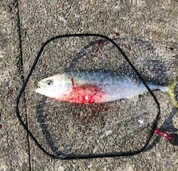 朝一 イワシ ボイル