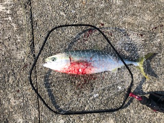 朝一 イワシ ボイル