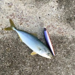 小型青物回遊中