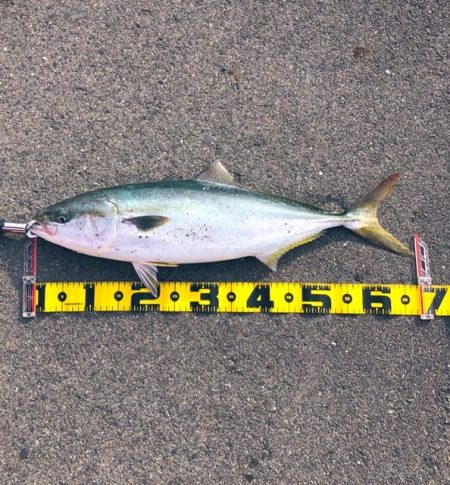 久しぶりのメジロ