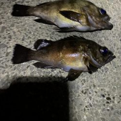 メバル釣行