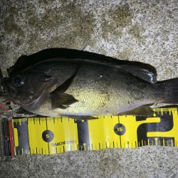 まだまだ釣れるめばめば太