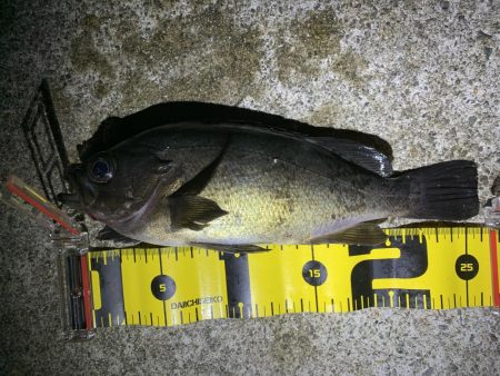 まだまだ釣れるめばめば太