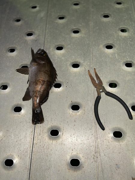 メバリングしてたらチヌが…