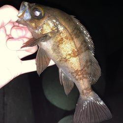 中型メバル連発