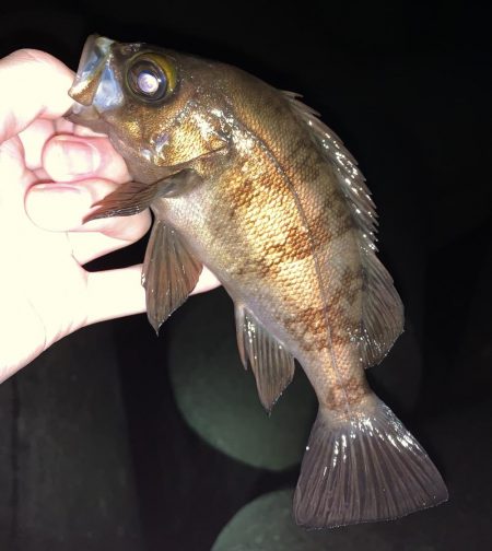 中型メバル連発