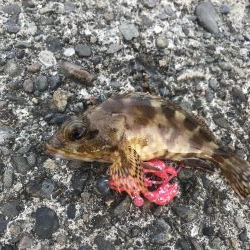 クローワームでディゲーム