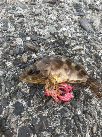 クローワームでディゲーム