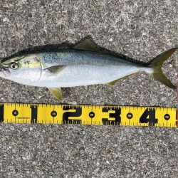 釣りたいのはこいつじゃない!