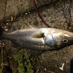 マイクロベイトパターン