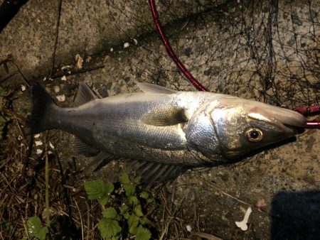 マイクロベイトパターン