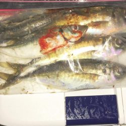 ジグ単De〜霧のアジング