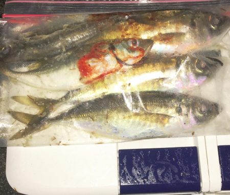 ジグ単De〜霧のアジング